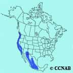 Hutton's Vireo range map