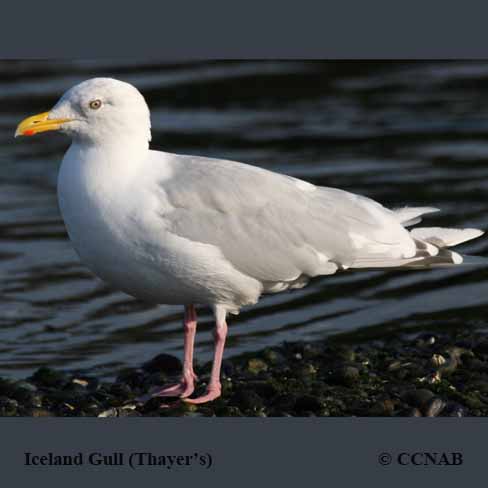 Iceland Gull