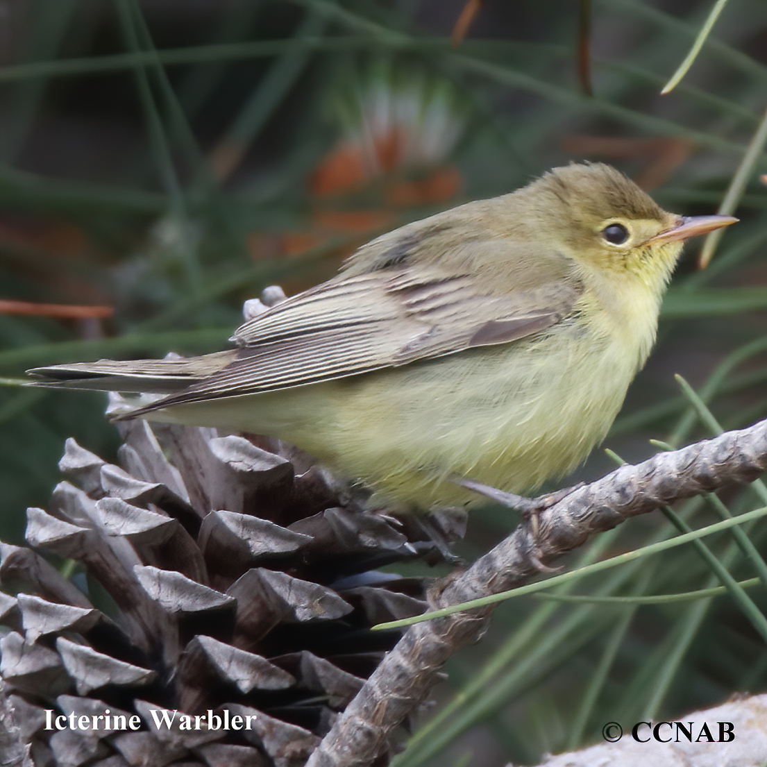 Icterine Warbler
