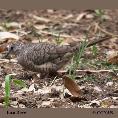 Inca Dove