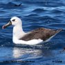 Indian Yellow-nosed Albatross