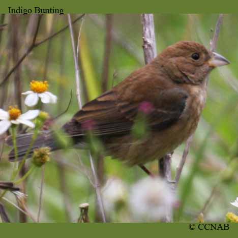 Birds of North America