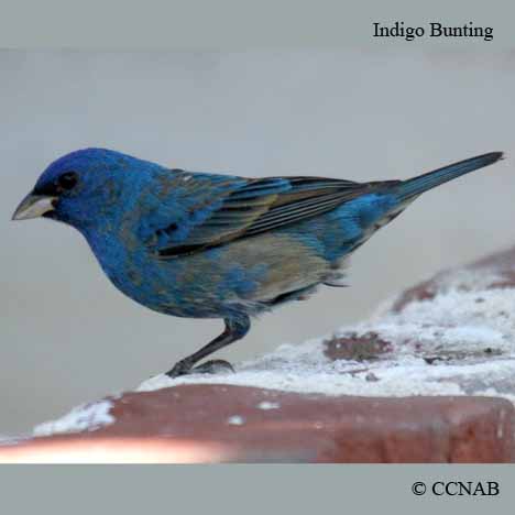Birds of North America