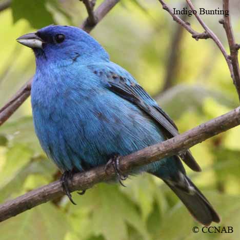 North American Buntings