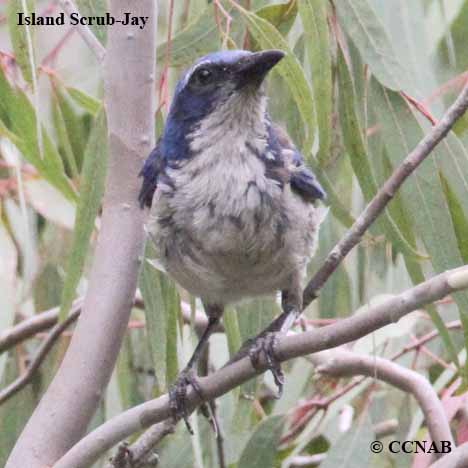 Birds of North America