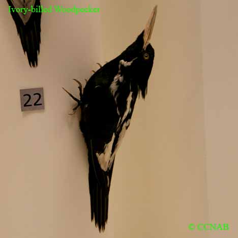 Birds of North America