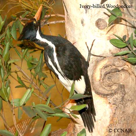 Birds of North America