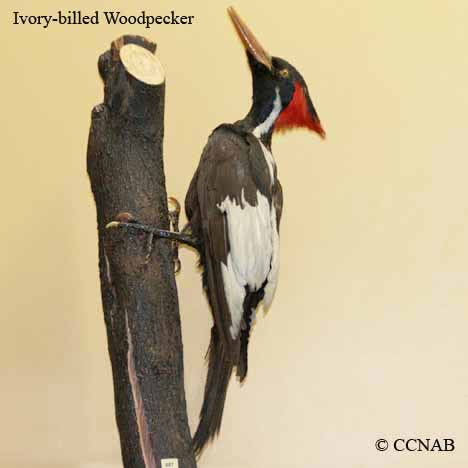Ivory-billed Woodpecker