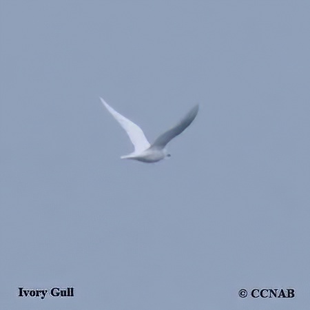 Ivory Gull