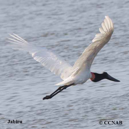 Birds of North America