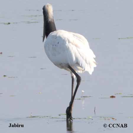 Birds of North America