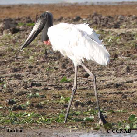 Birds of North America