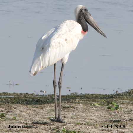 Birds of North America