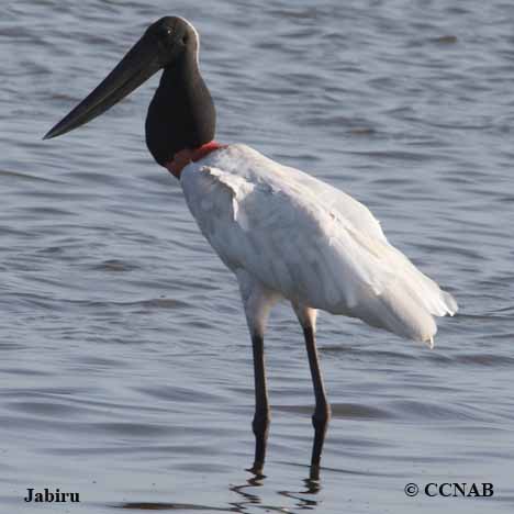 Birds of North America