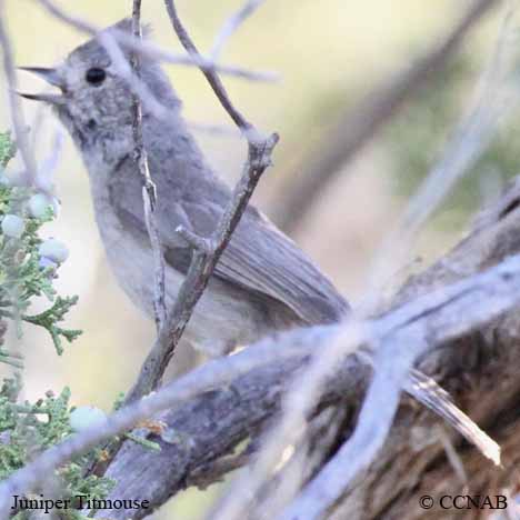 Birds of North America