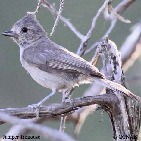 Birds of North America