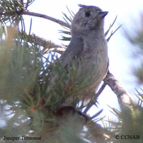 North American Birds songs and calls