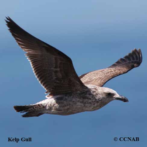 Birds of North America