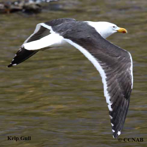 Birds of North America