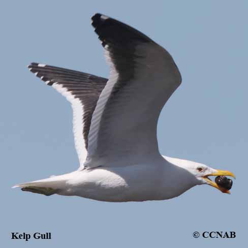 Birds of North America
