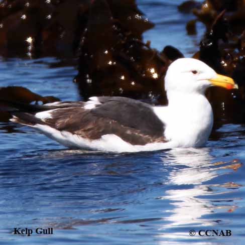 Birds of North America