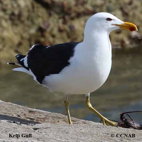 Birds of North America