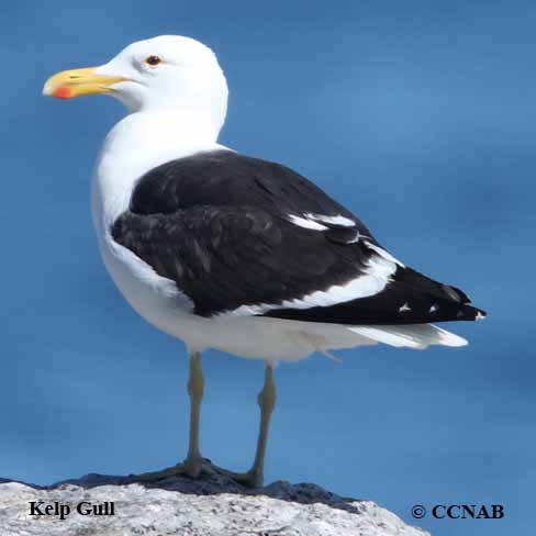 Birds of North America