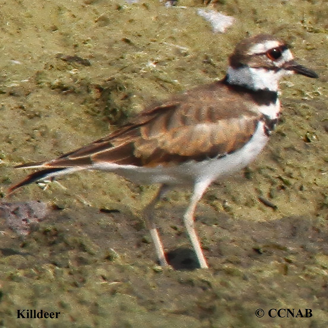 North American Plovers
