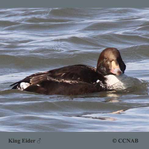 Birds of North America
