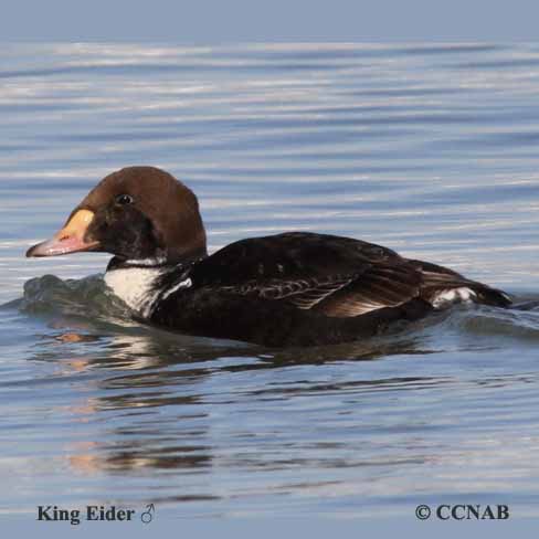 Birds of North America