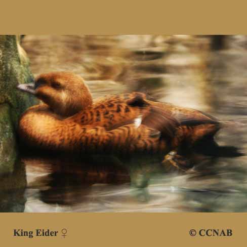 Birds of North America