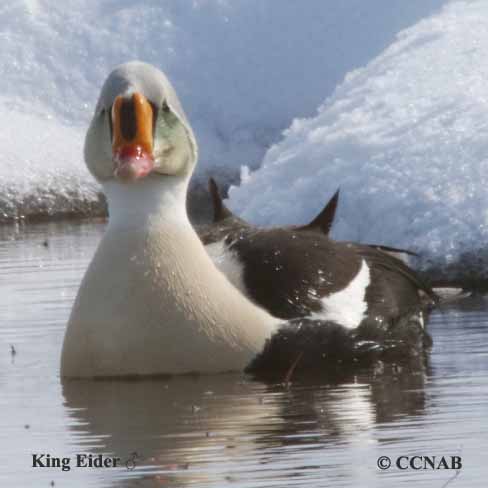 Birds of North America