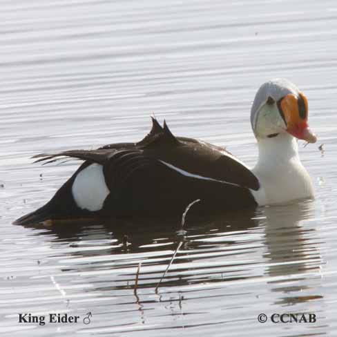 Birds of North America