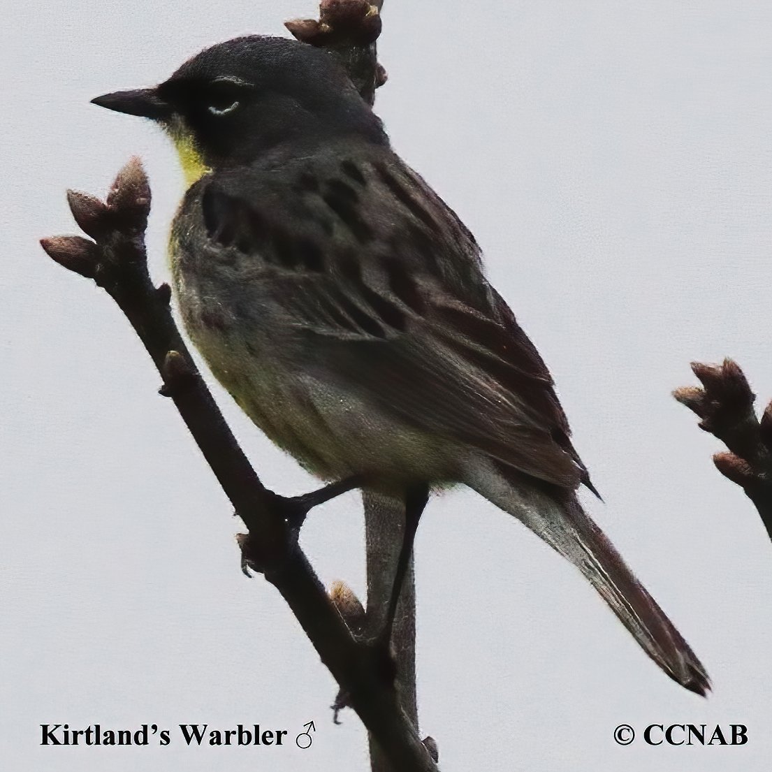 North American Warblers