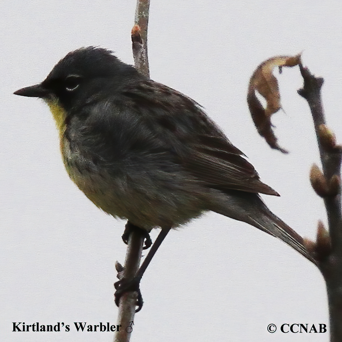Kirtland's Warbler