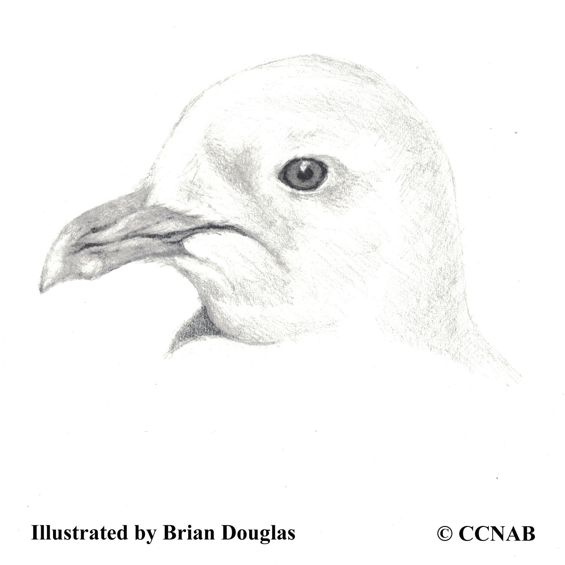 kittiwakes