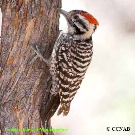 Ladder-backed Woodpecker