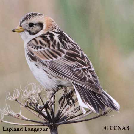 Birds of North America