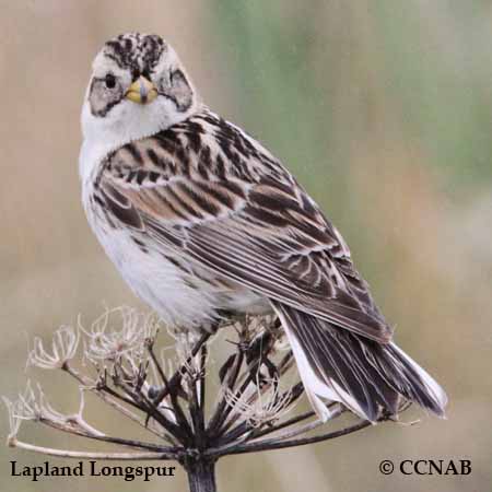 Birds of North America