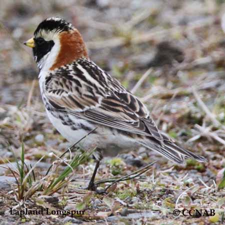 Birds of North America