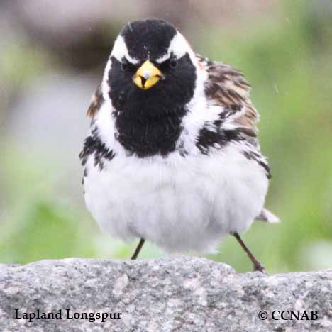 Birds of North America