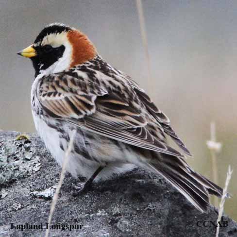 Birds of North America