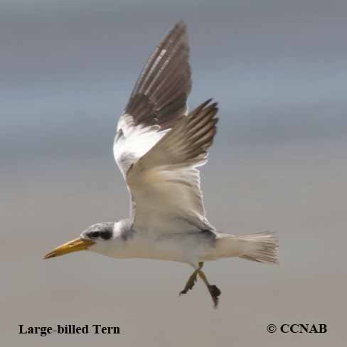 Birds of North America