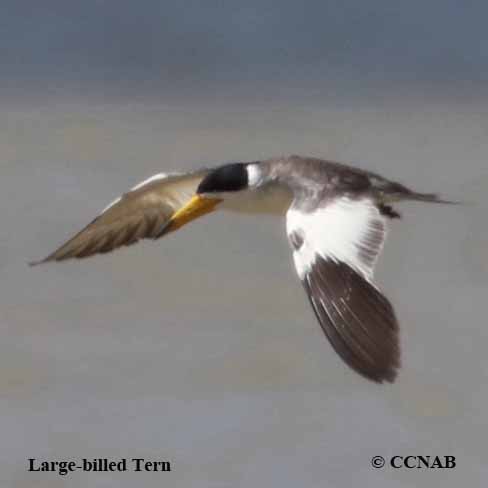 Birds of North America