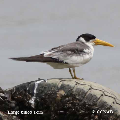 Large-billed Tern
