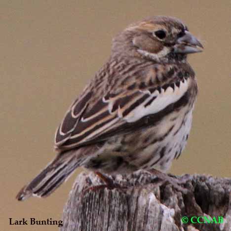Birds of North America