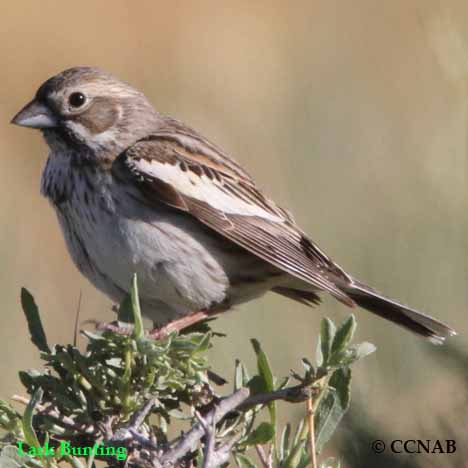 Birds of North America