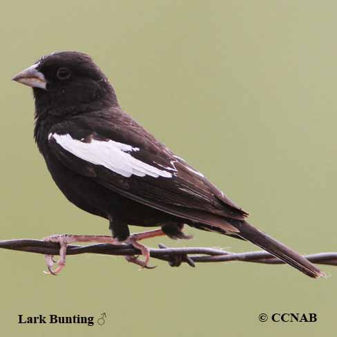 Birds of North America