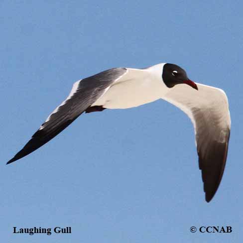 Birds of North America