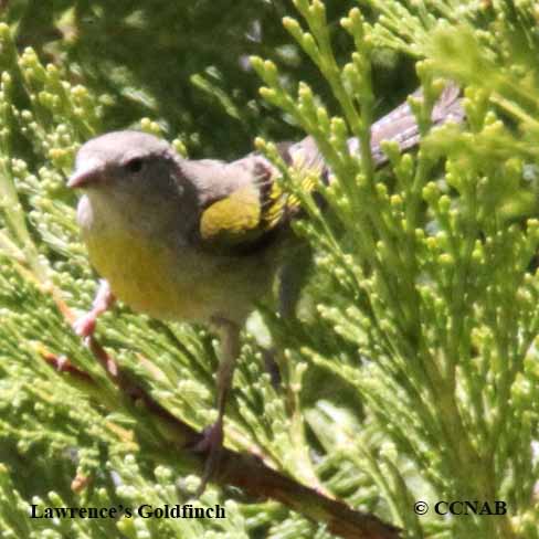 Birds of North America